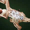 RoboTime Mechanisches 3D-Puzzle aus Holz Velociraptor